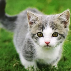 Meet your Posher, Holly